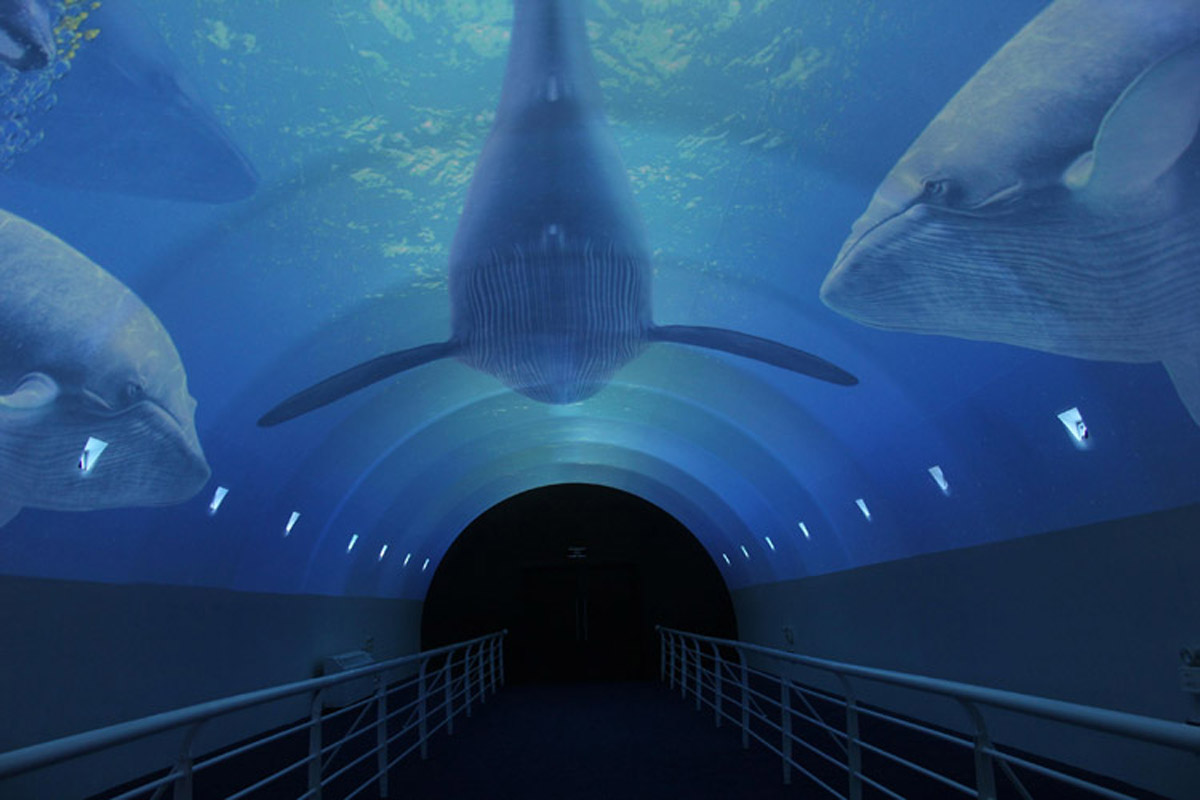 模拟安全天幕剧场270度呈现目眩神迷的海底奇观.jpg